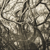 Buy canvas prints of Mirrored Branches (mono) by Wendy Cooper