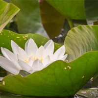 Buy canvas prints of White Water Lily by Wendy Cooper