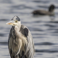 Buy canvas prints of Grey Heron : Stare by Wendy Cooper