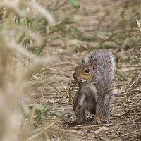 Buy canvas prints of Squirrel: Wheat? What wheat by Wendy Cooper