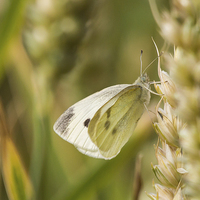 Buy canvas prints of Small White Butterfly, taking a break by Wendy Cooper