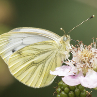 Buy canvas prints of Green veined white butterfly on bramble by Wendy Cooper
