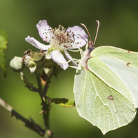 Buy canvas prints of Brimstone on Bramble by Wendy Cooper