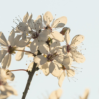Buy canvas prints of First Blossom by Wendy Cooper
