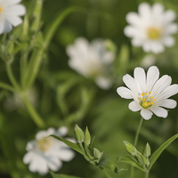 Buy canvas prints of Stitchwort by Wendy Cooper