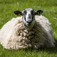 Buy canvas prints of Lazy sheep by David Skone