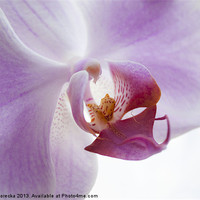 Buy canvas prints of Lilac Orchid by Aneta Borecka