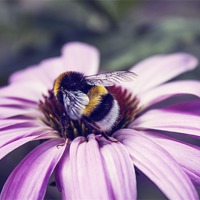 Buy canvas prints of Bees Business by Aneta Borecka