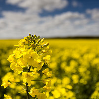 Buy canvas prints of Rapeseed by derrick smith