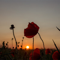 Buy canvas prints of Wild Poppy at Sunset by Adam Moseley