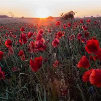Buy canvas prints of Poppies at Sunset by Adam Moseley
