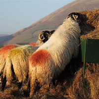 Buy canvas prints of Sheep eating at sundown by Craig Roper