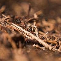 Buy canvas prints of Ants by Greg White