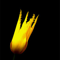 Buy canvas prints of Yellow tulip by Ian Flear