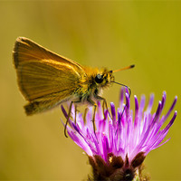 Buy canvas prints of Small Skipper (Thymelicus sylvestris) by Ian Flear