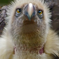 Buy canvas prints of Ruppells Griffon Vulture (Gyps rueppellii) by Ian Flear