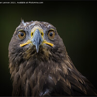 Buy canvas prints of Eagle Stare by Peter Lennon