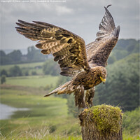 Buy canvas prints of The Eagle Has Landed by Peter Lennon