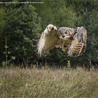 Buy canvas prints of Eagle Owl by Peter Lennon