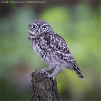 Buy canvas prints of Little Owl by Peter Lennon