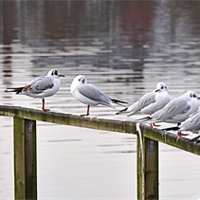 Buy canvas prints of Gulls Morning Meeting by Peter Lennon