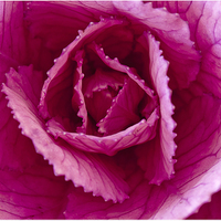 Buy canvas prints of The Ornamental cabbage by Peter Lennon