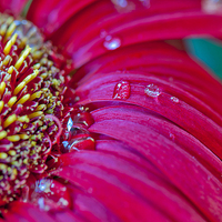 Buy canvas prints of Gerbera in close by Peter Lennon