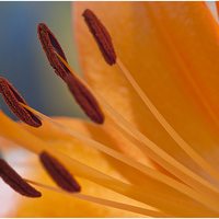 Buy canvas prints of The Peach Lily by Peter Lennon