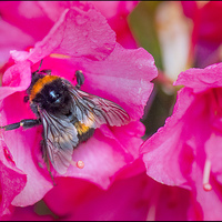 Buy canvas prints of Busy Wee Bee... by Peter Lennon