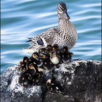 Buy canvas prints of  Maternal Duck by Peter Lennon
