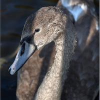 Buy canvas prints of  Less Of An Ugly Duckling! by Peter Lennon