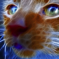 Buy canvas prints of  Neon Cat by Peter Lennon