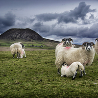 Buy canvas prints of  Slemish Sheep by Peter Lennon