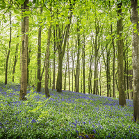 Buy canvas prints of  BLUEBELL WOOD by Peter Lennon
