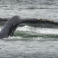 Buy canvas prints of  A Whale Of A Tail  by Peter Lennon