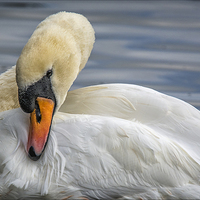 Buy canvas prints of Preening Time by Peter Lennon