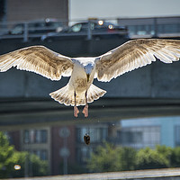 Buy canvas prints of The Gull by Peter Lennon