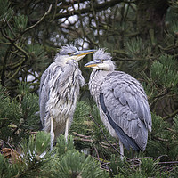 Buy canvas prints of Heron Chicks by Peter Lennon