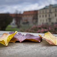 Buy canvas prints of Autumn Leaves by Peter Lennon