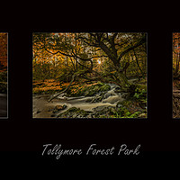 Buy canvas prints of Tollymore Tryptch  by Peter Lennon