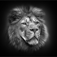 Buy canvas prints of Mufasa by Peter Lennon