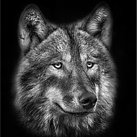 Buy canvas prints of The Wolf by Peter Lennon