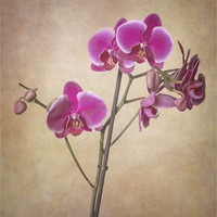 Buy canvas prints of The Orchid by Peter Lennon