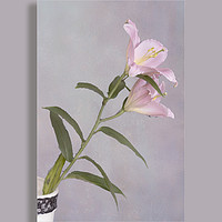Buy canvas prints of The Lily by Peter Lennon