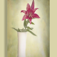 Buy canvas prints of The Lone Lily by Peter Lennon