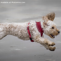 Buy canvas prints of The Flying Cockapoo by Peter Lennon