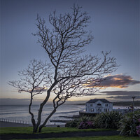 Buy canvas prints of The Arcadia Tree by Peter Lennon