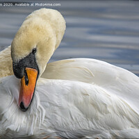 Buy canvas prints of The Ugly Duckling by Peter Lennon