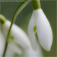 Buy canvas prints of The Snowdrop by Peter Lennon