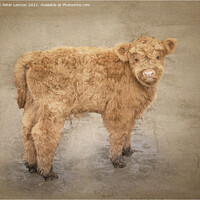Buy canvas prints of The Highland Calf by Peter Lennon